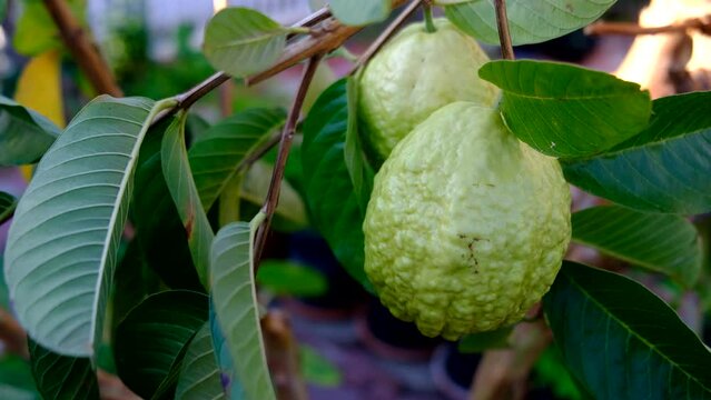 Ripe guava on tree branch with green leaves