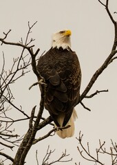 Eagle perched on a tree