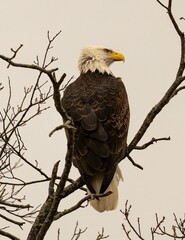 Eagle perched on a tree