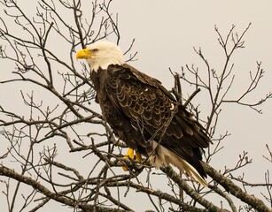 Eagle perched on a tree