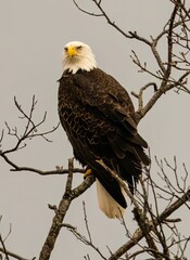 Eagle perched on a tree