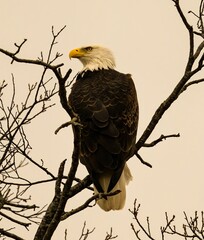 Eagle perched on a tree