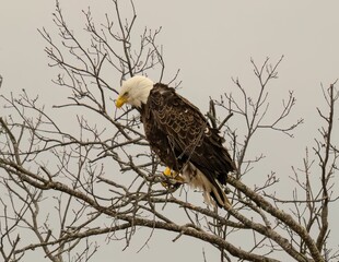 Eagle perched on a tree