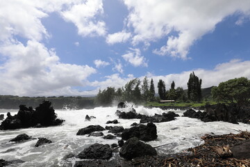 rocky coastline with trees 