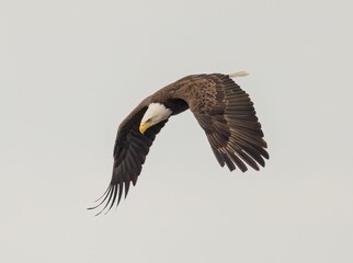 Majestic bald eagle flying under a cloudy sky on a gloomy day