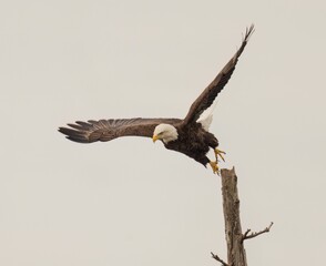 Majestic bald eagle perched atop a tree branch with its wings spread