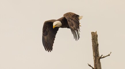 the bald eagle is flying over the tree limb as it glides