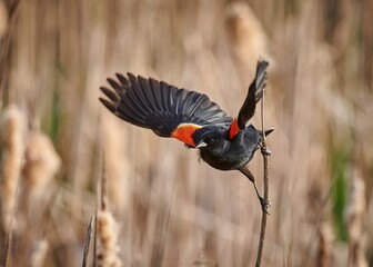 Adorable red-winged blackbird (Agelaius phoeniceus) taking off from a grassland
