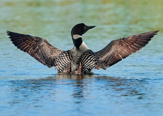 Loon or great northern diver (Gavia immer) with half of its body under water in closeup