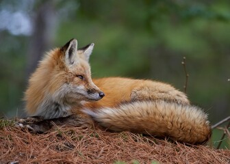Cute red fox (Vulpes vulpes) sitting on dry grass in closeup