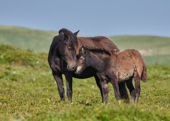Mother and baby horse in a meadow under the bright sunlight