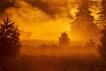 Scenic view of spruce trees in a field at bright golden hour