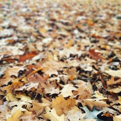 autumn leaves background