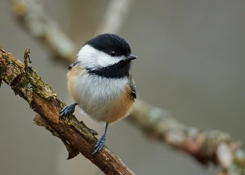 Adorable  black-capped chickadee (Poecile atricapillus) on a tree branch in closeup