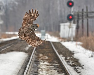 View of the owl flying over the snowy railroads