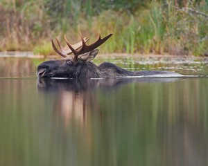 Closeup shot of the Bull Moose In the water