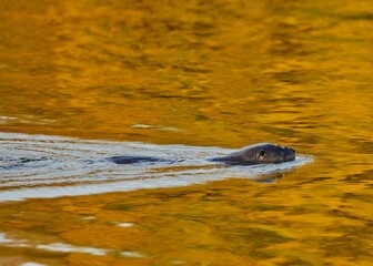 Closeup of an otter swimming in a pond