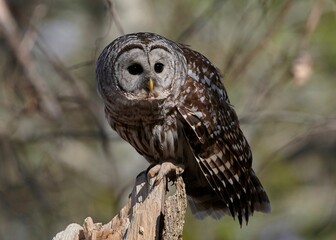 Closeup shot of a Barred Owl