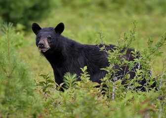 Obraz na płótnie Canvas Closeup shot of a black bear in a field