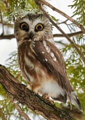 Vertical shot of a Saw-Whet Owl