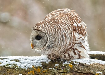 Closeup of a barred owl (Strix varia) on a branch in winter against blurred background