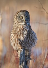 Portrait of a Great grey owl looking at the camera with blur background, vertical shot