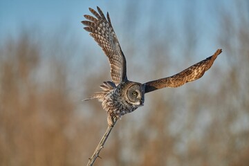 Portrait of a Great grey owl flying with blur background in the forest
