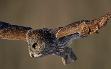Portrait of a Great grey owl flying with blur background in the forest, closeup shot