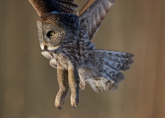 Portrait of a Great grey owl flying with blur background in the forest, beautiful shot
