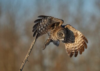 Portrait of a Great grey owl flying with blur background in the forest, closeup shot
