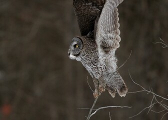 Portrait of a Great grey owl spreading wings on twigs with blur background, closeup shot