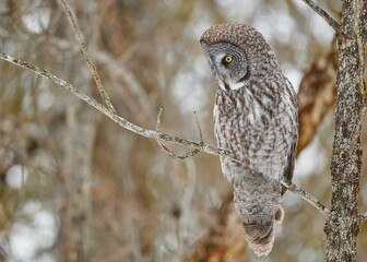 Portrait of a Great grey owl perching on a twigs tree with blur trees in the background