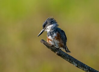 Closeup of a belted kingfisher (Megaceryle alcyon) perched on a branch against blurred background