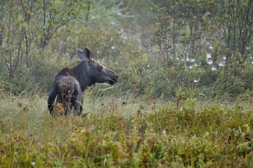 Closeup of a moose (Alces alces) in the middle of a field