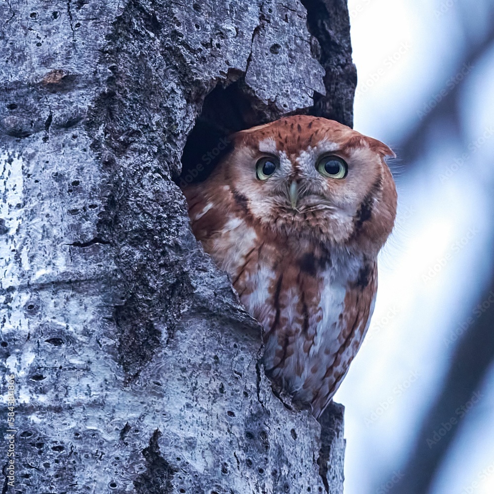 Poster red eastern screech owl looking out of a tree nest hole with blur background
