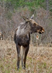 Obraz na płótnie Canvas Vertical closeup of a moose (Alces alces) in a field