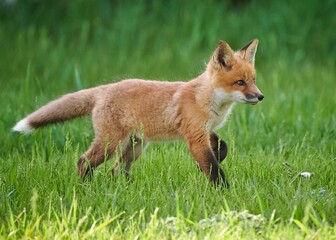 Closeup of a kit fox (Vulpes macrotis) running in a park