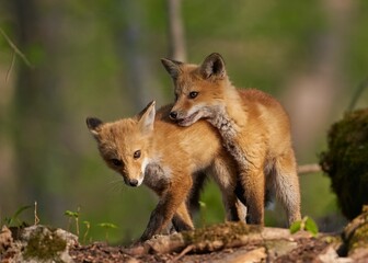 Cute baby Kit foxes (Vulpes macrotis) playing with each other on the blurred background