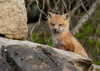 Closeup of a kit fox (Vulpes macrotis) behind a stone against blurred background