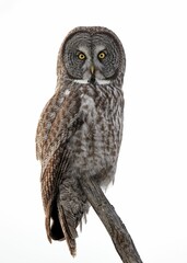 Vertical of a Great Gray Owl (Strix nebulosa) on tree branch isolated on an empty white background