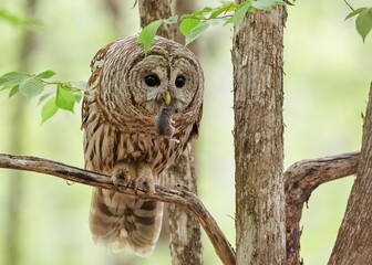 Barred Owl with a vole in the beak sitting on tree branch against blur background