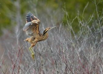 Selective focus shot of an american bittern bird flying over a field