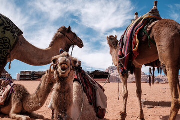 Fototapeta premium portrait camel smile in the desert- Jordan, animal 