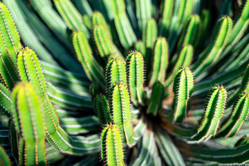 Close-up of several green cacti