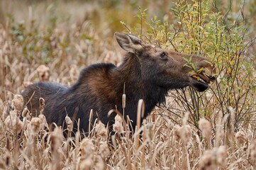 Moose eating from plants in the field