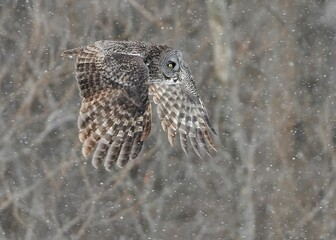Fototapeta na wymiar Great Gray Owl in flight in a snowy rain