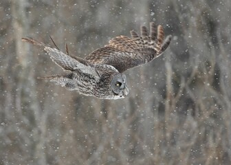 Great Gray Owl in flight in a snowy rain