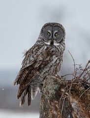 Vertical shot of Great Gray Owl sitting on old trunk against blur background