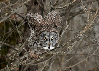 Great Gray Owl is about to take off for a tree branch against blur background