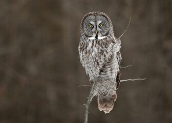 Great Gray Owl sitting on branch against blur background